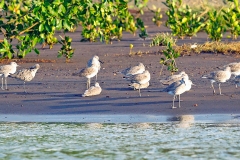 Willet [Tringa semipalmata inornata] 