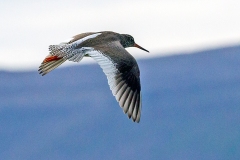 Common Redshank [Tringa totanus robusta] 