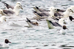 Red Phalarope [Phalaropus fulicarius] 