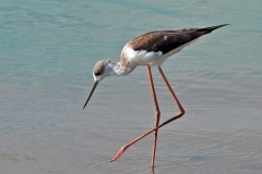 Black-winged Stilt [Himantopus himantopus]