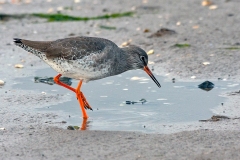 Common Redshank [Tringa totanus totanus] 