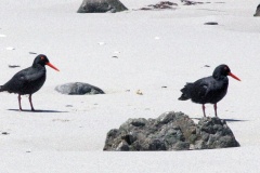 African Oystercatcher [Haematopus moquini] 