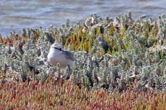 White-fronted Plover [Anarhynchus marginatus marginatus] 
