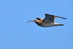 Eurasian Whimbrel [Numenius phaeopus rogachevae] 