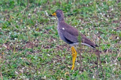 African Wattled Lapwing [Vanellus senegallus lateralis]