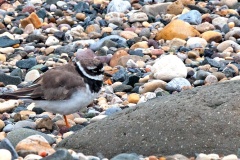 Common Ringed Plover [Charadrius hiaticula hiaticula]