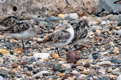 Sanderling [Calidris alba alba]