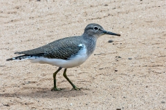 Common Sandpiper [Actitis hypoleucos]