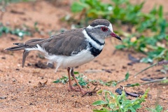 Three-banded Plover [Charadrius tricollaris tricollaris]