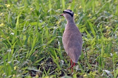 Crowned Lapwing [Vanellus melanopterus melanopterus]