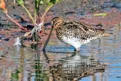 African Snipe [Gallinago nigripennis nigripennis]