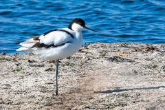 Pied Avocet [Recurvirostra avosetta]