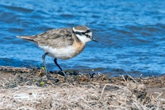 Kittlitz's Plover [Anarhynchus pecuarius]