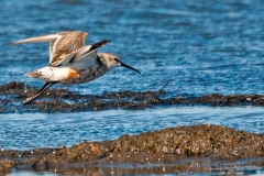 Curlew Sandpiper [Calidris ferruginea]