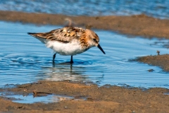 Little Stint [Calidris minuta]