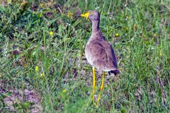 African Wattled Lapwing [Vanellus senegallus lateralis]