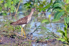 Wood Sandpiper [Tringa glareola]