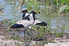 Blacksmith Lapwing [Vanellus armatus]