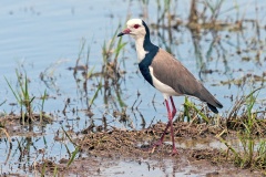 Long-toed Lapwing [Vanellus crassirostris leucopterus]