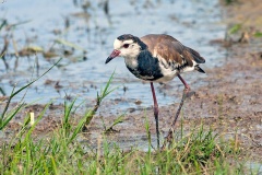 Long-toed Lapwing [Vanellus crassirostris leucopterus]
