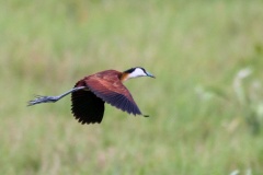 African Jacana [Actophilornis africanus]