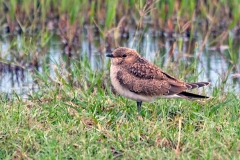 Collared Pratincole [Glareola pratincola fuelleborni]