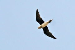 Black-winged Pratincole [Glareola nordmanni]