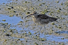 Eurasian Whimbrel [Numenius phaeopus islandicus] 