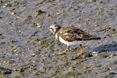 Ruddy Turnstone [Arenaria interpres interpres] 