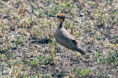 Temminck's Courser [Cursorius temminckii ruvanensis]