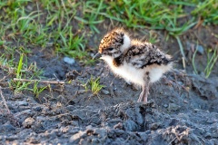 Northern Lapwing [Vanellus vanellus]