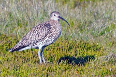 Eurasian Curlew [Numenius arquata arquata]