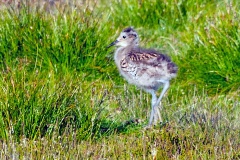 Eurasian Curlew [Numenius arquata arquata]