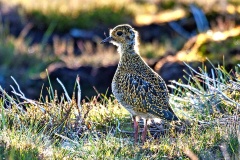 European Golden Plover [Pluvialis apricaria]