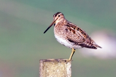 Common Snipe [Gallinago gallinago gallinago]