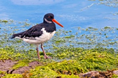Eurasian Oystercatcher [Haematopus ostralegus ostralegus]