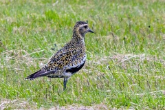 European Golden Plover [Pluvialis apricaria] 