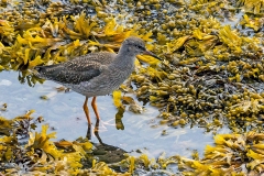 Common Redshank [Tringa totanus robusta] 
