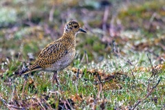 European Golden Plover [Pluvialis apricaria]