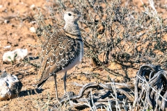 Double-banded Courser [Rhinoptilus africanus africanus]