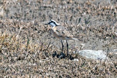 Kittlitz's Plover [Anarhynchus pecuarius]