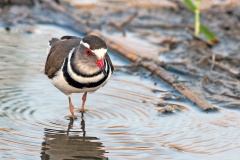 Three-banded Plover [Charadrius tricollaris tricollaris]