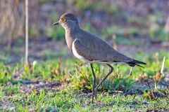 Senegal Lapwing [Vanellus lugubris]