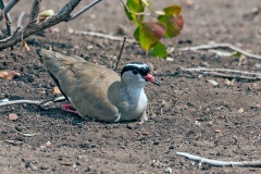 Crowned Lapwing [Vanellus melanopterus melanopterus]