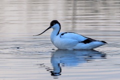 Pied Avocet [Recurvirostra avosetta]