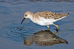 Ruff [Calidris pugnax]