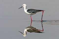 Black-winged Stilt [Himantopus himantopus] 