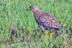 Spotted Thick-knee [Burhinus capensis capensis]