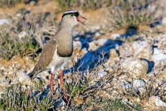 Crowned Lapwing [Vanellus melanopterus melanopterus]