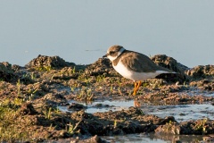 Common Ringed Plover [Charadrius hiaticula tundrae]